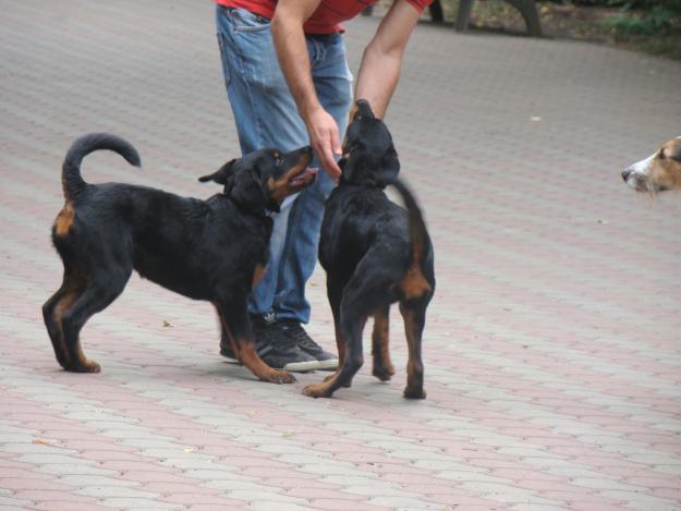 2 cateluse rottweiler superbe - Pret | Preturi 2 cateluse rottweiler superbe