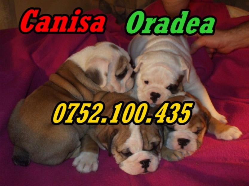 Bulldog Englez de vanzare-0752.100.435 - Pret | Preturi Bulldog Englez de vanzare-0752.100.435