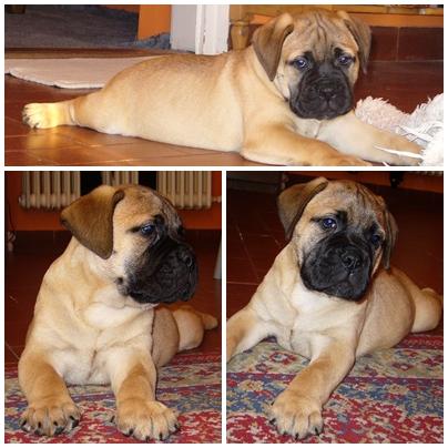 Vand catei rasa Bullmastiff - Pret | Preturi Vand catei rasa Bullmastiff