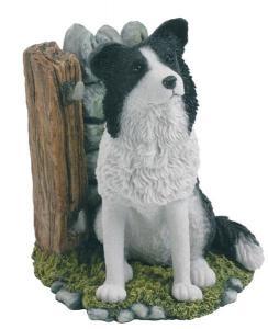 Border Collie Sitting - Pret | Preturi Border Collie Sitting