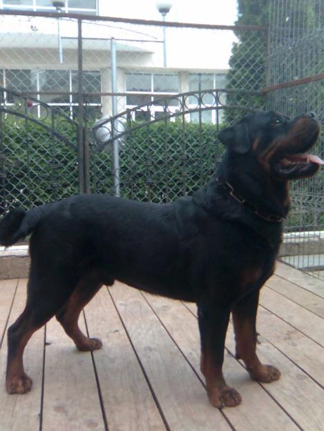 PUI ROTTWEILER DE VANZARE CU PEDIGREE - Pret | Preturi PUI ROTTWEILER DE VANZARE CU PEDIGREE