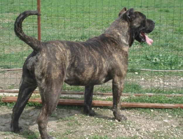 Presa Canario 3 femele - Pret | Preturi Presa Canario 3 femele