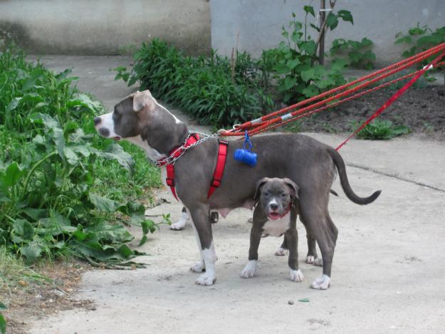 Amstaff for sale ! - Pret | Preturi Amstaff for sale !