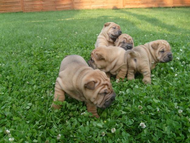 PUI SHAR PEI EXTRA CUTATI DE VANZARE - Pret | Preturi PUI SHAR PEI EXTRA CUTATI DE VANZARE