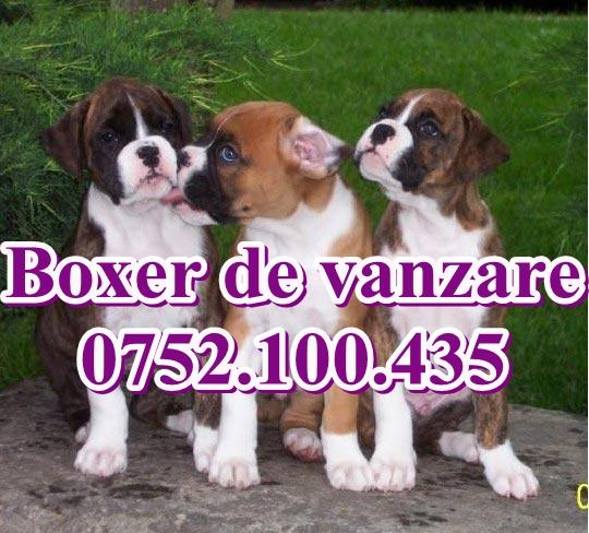 Boxer catei de rasa-0752.100.435 - Pret | Preturi Boxer catei de rasa-0752.100.435