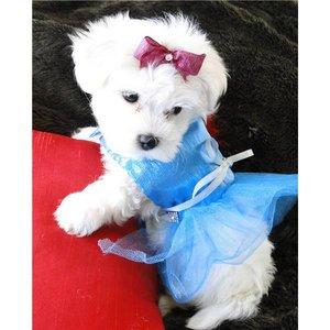 vand bichon maltese 650 ron - Pret | Preturi vand bichon maltese 650 ron