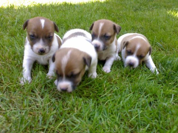 Jack Russel Terrier de vanzare - Pret | Preturi Jack Russel Terrier de vanzare