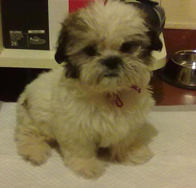 Vand Shih tzu pret 700 LEI - Pret | Preturi Vand Shih tzu pret 700 LEI