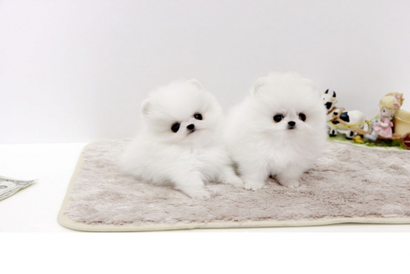 Pomeranian Boo, - Pret | Preturi Pomeranian Boo,