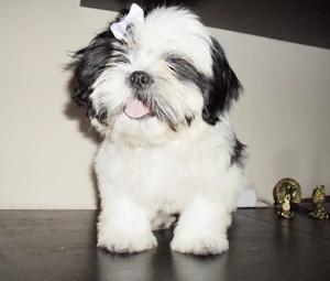 vand pui shih-tzu - Pret | Preturi vand pui shih-tzu