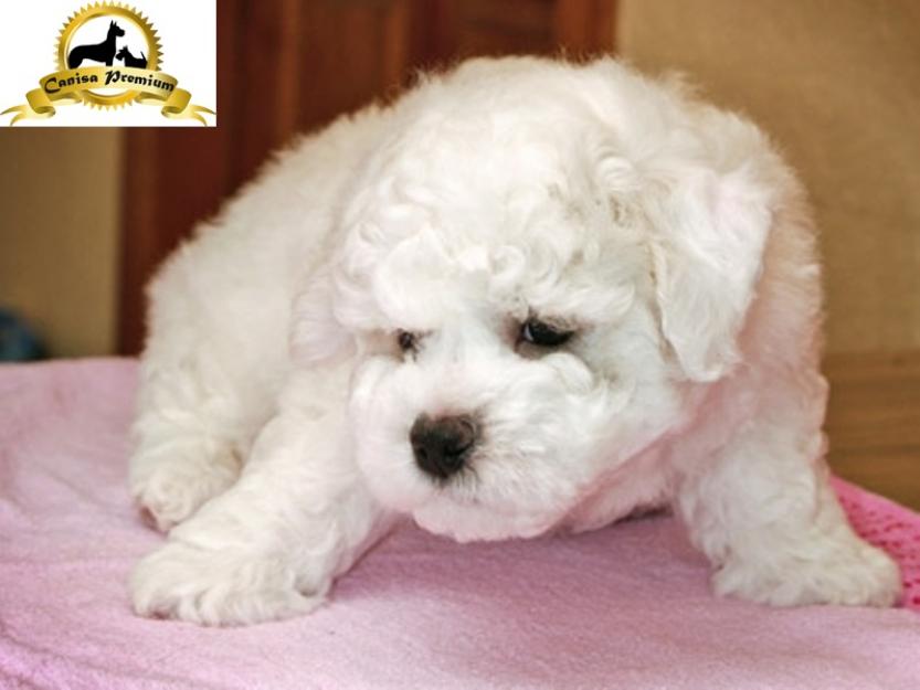 Bichon Frise de vanzare - Pret | Preturi Bichon Frise de vanzare