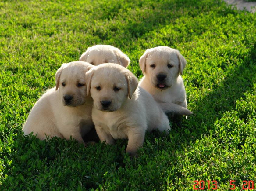 catei labrador cu pedigree - Pret | Preturi catei labrador cu pedigree