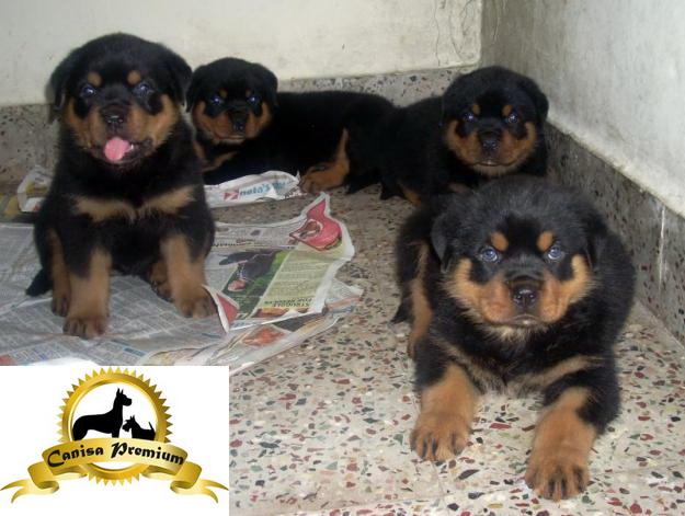 Rottweiler talie mare de vanzare - Pret | Preturi Rottweiler talie mare de vanzare