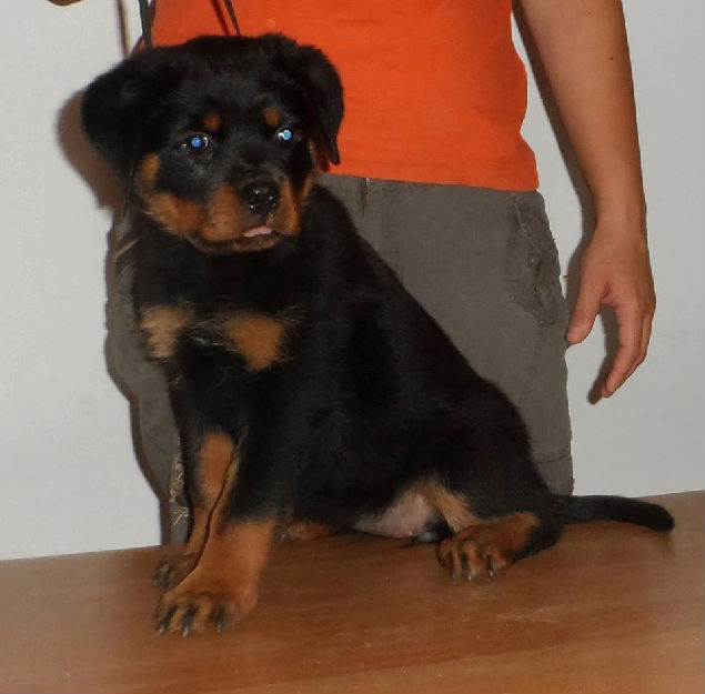 vand femela rottweiler - Pret | Preturi vand femela rottweiler