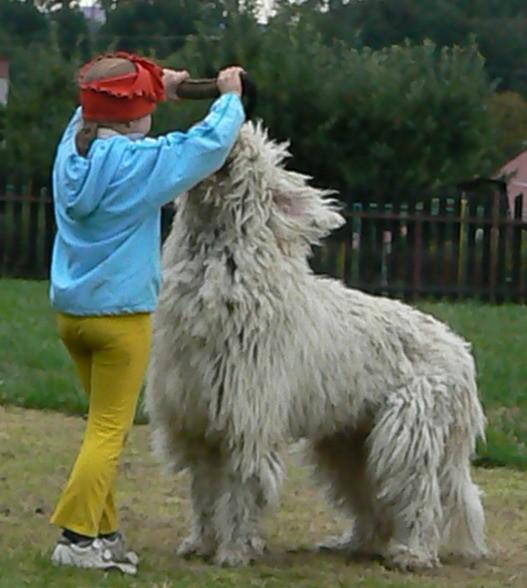 Vand pui Komondor - Pret | Preturi Vand pui Komondor