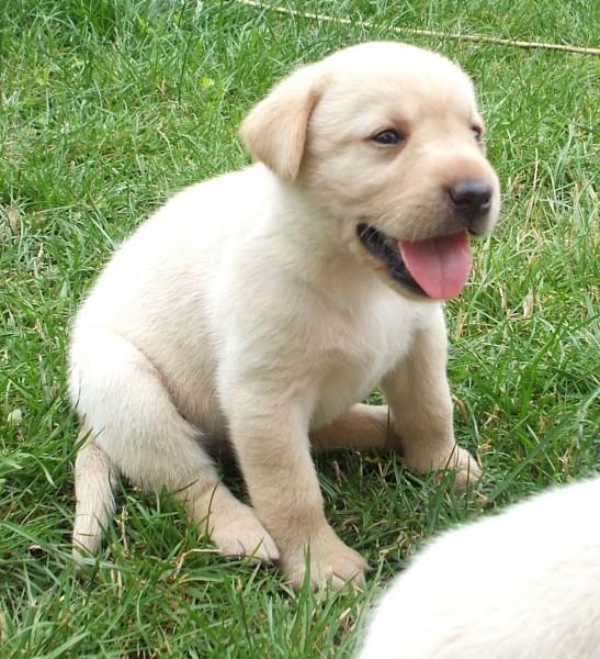 Labrador Golden - Pret | Preturi Labrador Golden