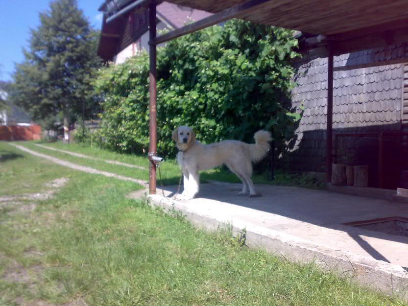 Femela Ciobanesc de Bucovina Gestanta - Pret | Preturi Femela Ciobanesc de Bucovina Gestanta