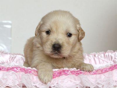 GOLDEN RETRIEVER DE VANZARE - Pret | Preturi GOLDEN RETRIEVER DE VANZARE