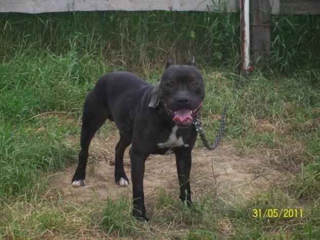 Vand mascul Pitt Bull - Pret | Preturi Vand mascul Pitt Bull