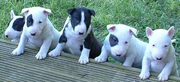 Bullterrier de vanzare- 0752.100.435 - Pret | Preturi Bullterrier de vanzare- 0752.100.435