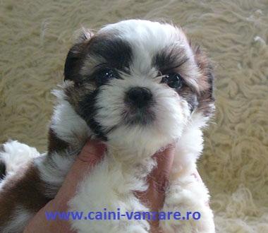 SHIH-TZU de vanzare - Pret | Preturi SHIH-TZU de vanzare