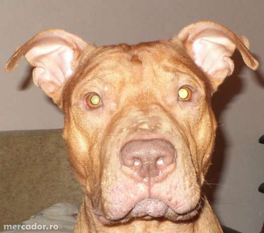 pitbull 1an jumate - Pret | Preturi pitbull 1an jumate