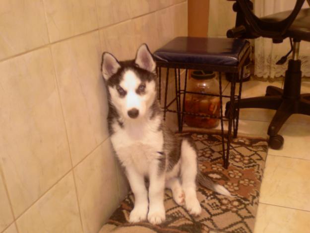 vand femela husky siberian exemplar superb - Pret | Preturi vand femela husky siberian exemplar superb