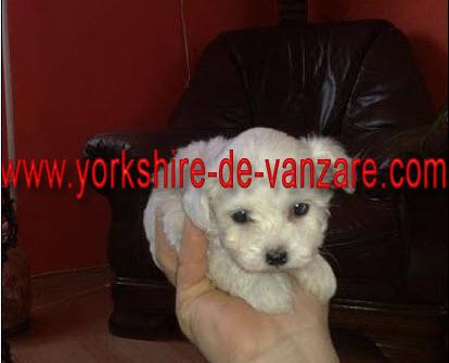 Catei Bichon Maltese (Maltez) de Vanzare - Pret | Preturi Catei Bichon Maltese (Maltez) de Vanzare