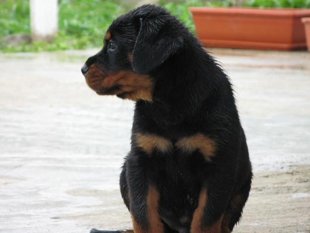 pui rottweiler - Pret | Preturi pui rottweiler