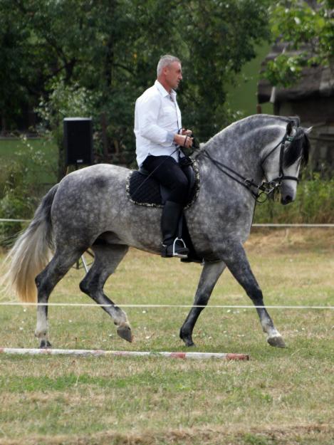 Armasar andaluz, 5 ani - Pret | Preturi Armasar andaluz, 5 ani