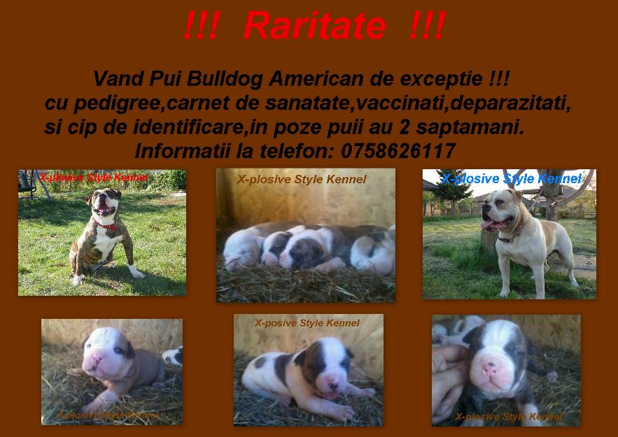 Pui Bulldog American de exceptie!! - Pret | Preturi Pui Bulldog American de exceptie!!