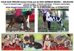 Pui Dog german de vanzare - Pret | Preturi Pui Dog german de vanzare