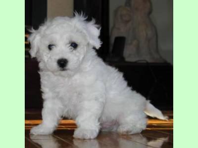 vand pui bichon alb toy 600 - Pret | Preturi vand pui bichon alb toy 600