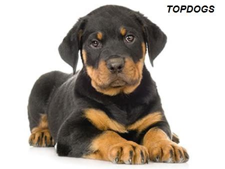 vand Rottweiler - Pret | Preturi vand Rottweiler