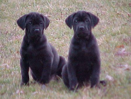 Vand catei Cane Corso - Pret | Preturi Vand catei Cane Corso