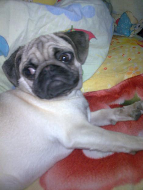 vand catelusa mops-pug,6 luni - Pret | Preturi vand catelusa mops-pug,6 luni