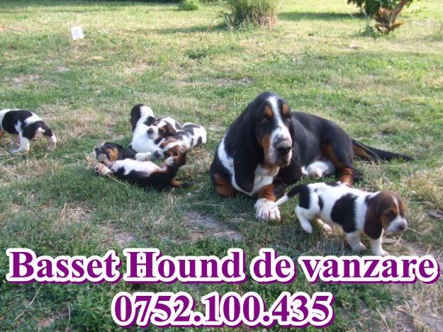 Basset Hound de vanzare- 0752.100.435 - Pret | Preturi Basset Hound de vanzare- 0752.100.435