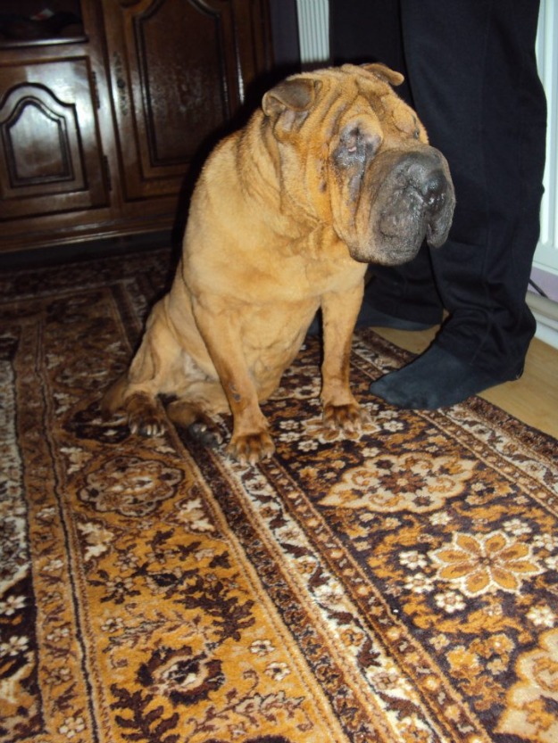 Gasit femela shar-pei in bucuresti voluntari - Pret | Preturi Gasit femela shar-pei in bucuresti voluntari