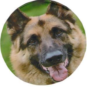 Set of 4 Alsation Dog Decal Coasters - Pret | Preturi Set of 4 Alsation Dog Decal Coasters