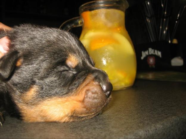 Vand 5 pui Rottweiler talie mare. - Pret | Preturi Vand 5 pui Rottweiler talie mare.