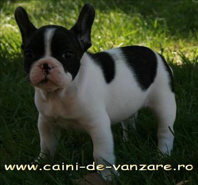 Vand Bulldog Francez - Pret | Preturi Vand Bulldog Francez