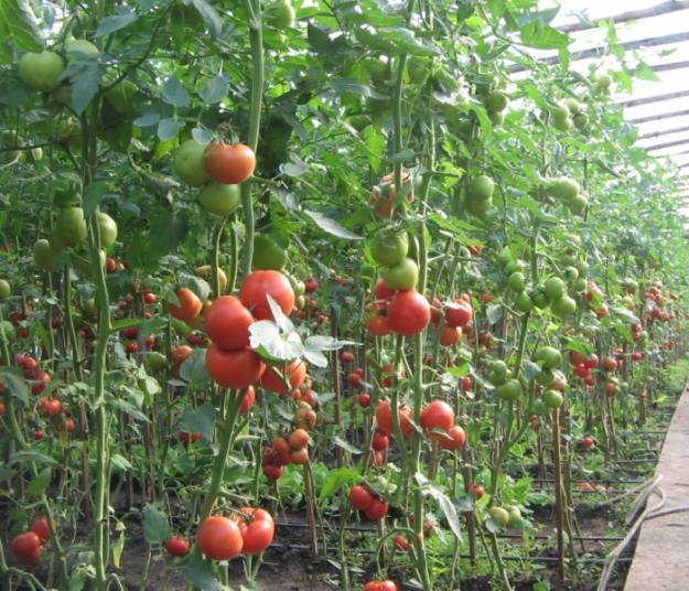 VINDEM SEMINTE DE Tomate nedeterminate Rosaliya - Pret | Preturi VINDEM SEMINTE DE Tomate nedeterminate Rosaliya