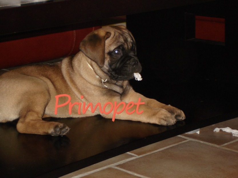 Bullmastiff de Vanzare - Pret | Preturi Bullmastiff de Vanzare