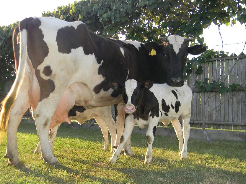 Vand 2 vitele Holstein - Pret | Preturi Vand 2 vitele Holstein