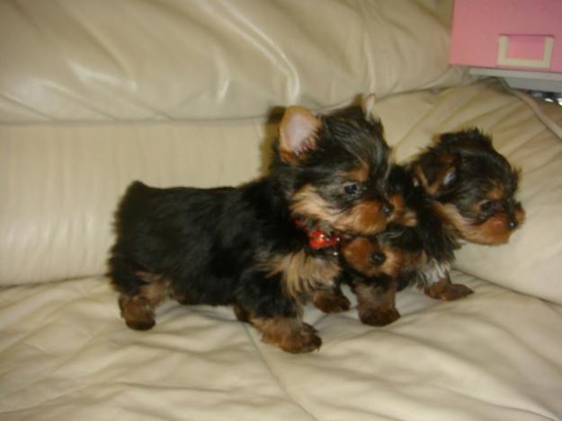 Vand catelusi Yorkshire Terrier foarte frumosi si sanatosi cu varsta de 8 saptamani insoti - Pret | Preturi Vand catelusi Yorkshire Terrier foarte frumosi si sanatosi cu varsta de 8 saptamani insoti