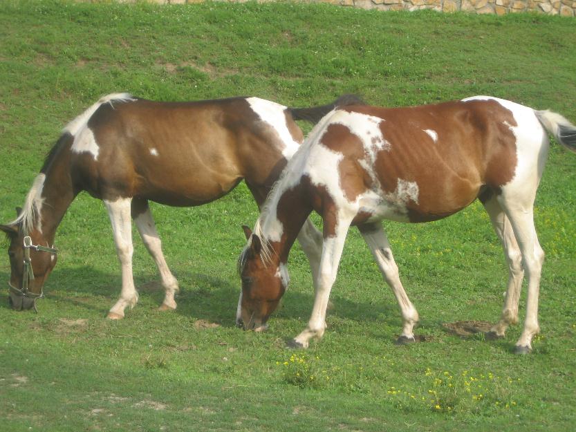 Vand doua iepe pentru calarie rasa pointo. - Pret | Preturi Vand doua iepe pentru calarie rasa pointo.