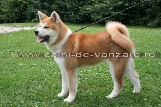 Akita Inu de vanzare - Pret | Preturi Akita Inu de vanzare