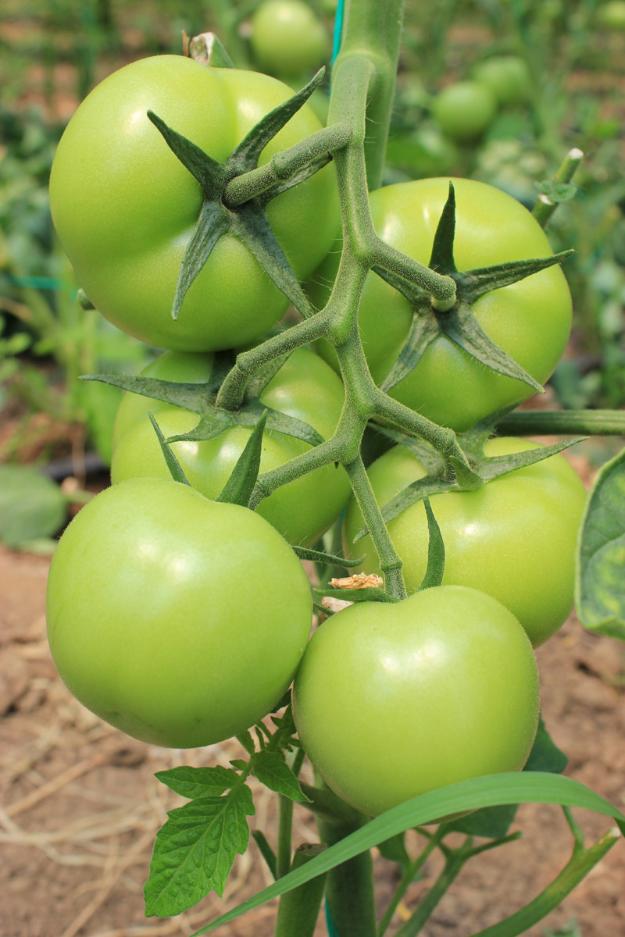 Vand tomate romanesti - Producator sere - Pret | Preturi Vand tomate romanesti - Producator sere