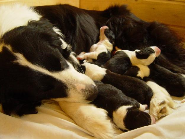 BORDER COLLIE de vanzare, livrare gratuita in tara - Pret | Preturi BORDER COLLIE de vanzare, livrare gratuita in tara