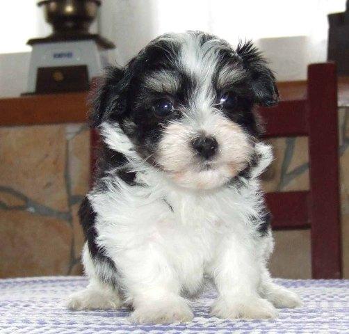 Bichon havanese 500 ron - Pret | Preturi Bichon havanese 500 ron